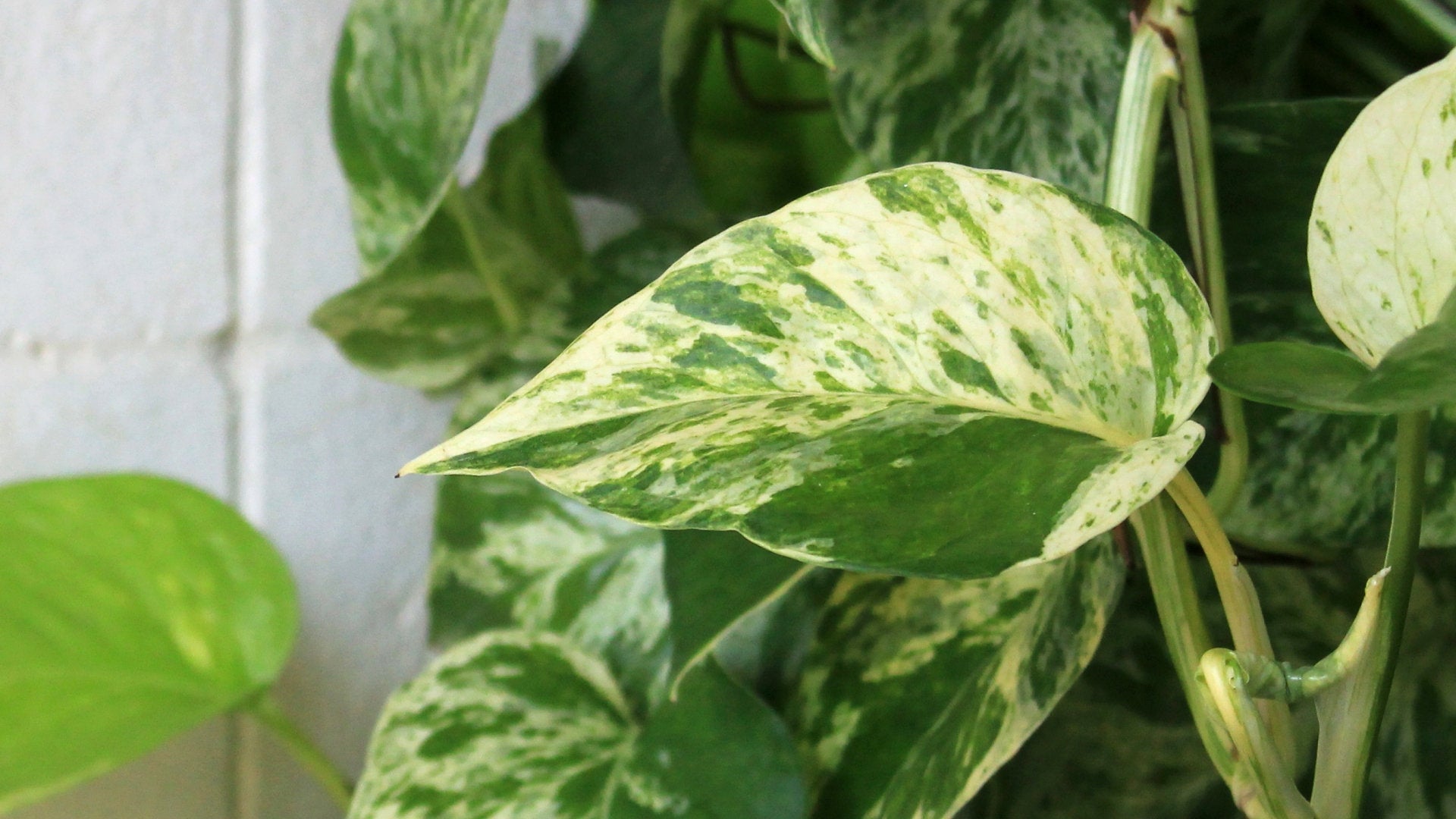 Marble Queen Pothos - 4