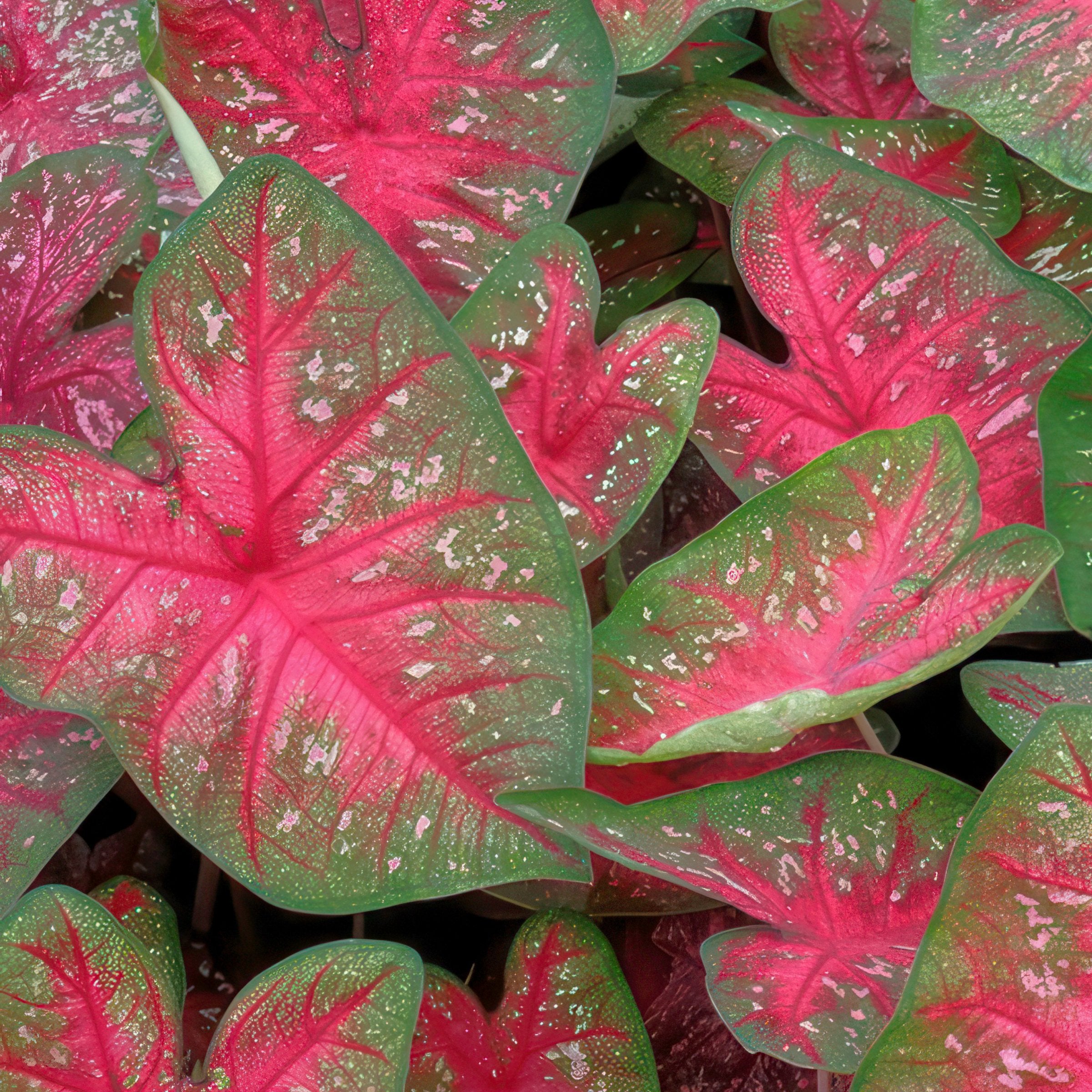 4-Piece Caladium Collection - 4