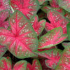 4-Piece Caladium Collection - 4" Pot