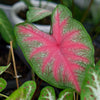 'Party Punch' Caladium - 4" Pot