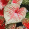 'Southern Charm' Caladium - 4" Pot