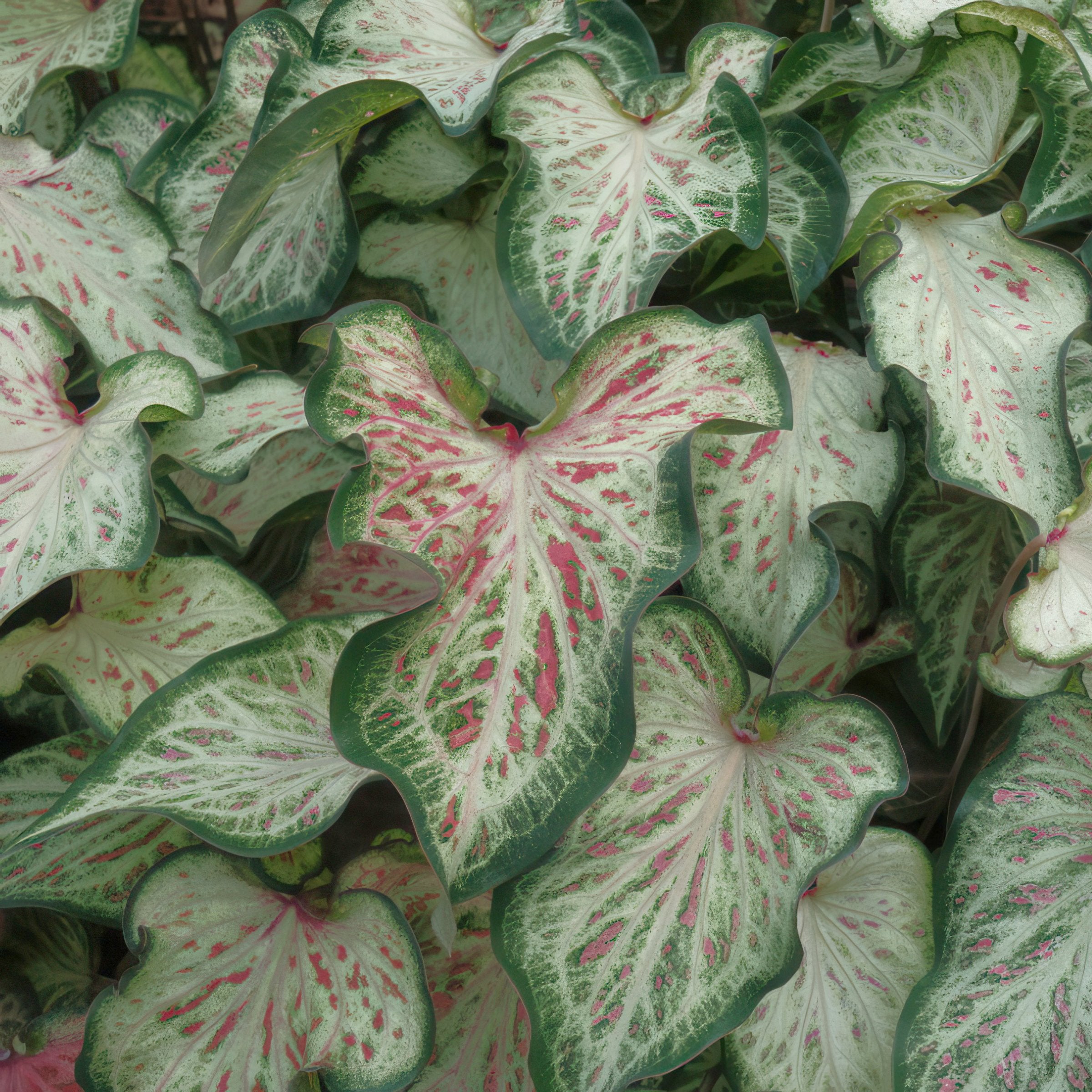 'Candyland' Caladium - 4