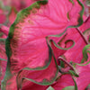 'Sangria Caladium' - 4" pot