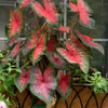 'Bombshell' Caladium