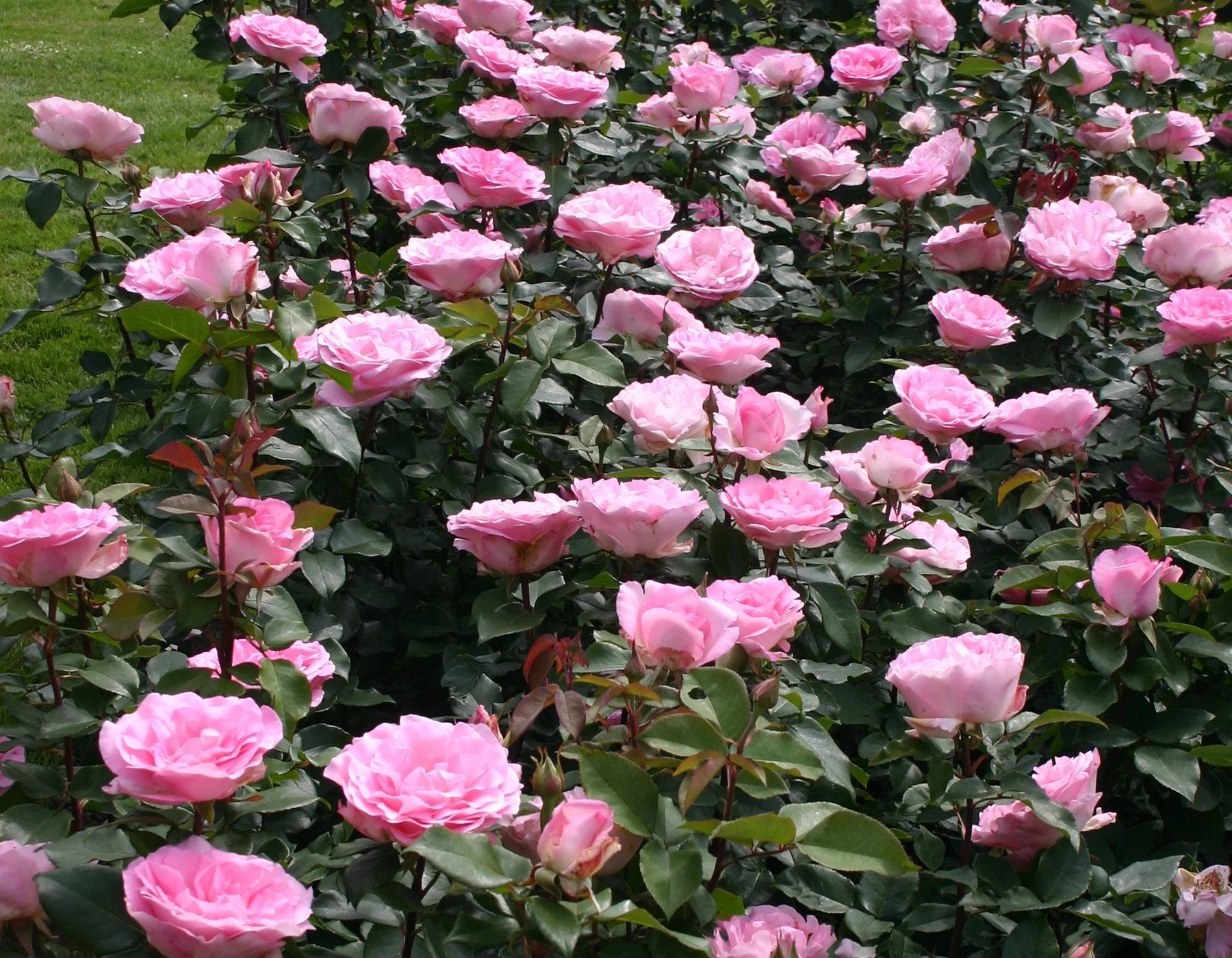 Eleganza® Beverly™ Hybrid Tea Rose - #1 Bareroot