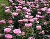 Eleganza® Beverly™ Hybrid Tea Rose - #1 Bareroot