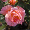 2-Piece Cherish Rose - #1 Bareroot