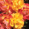 2-Piece Veranda® Fiesta Rose - #1 Bareroot