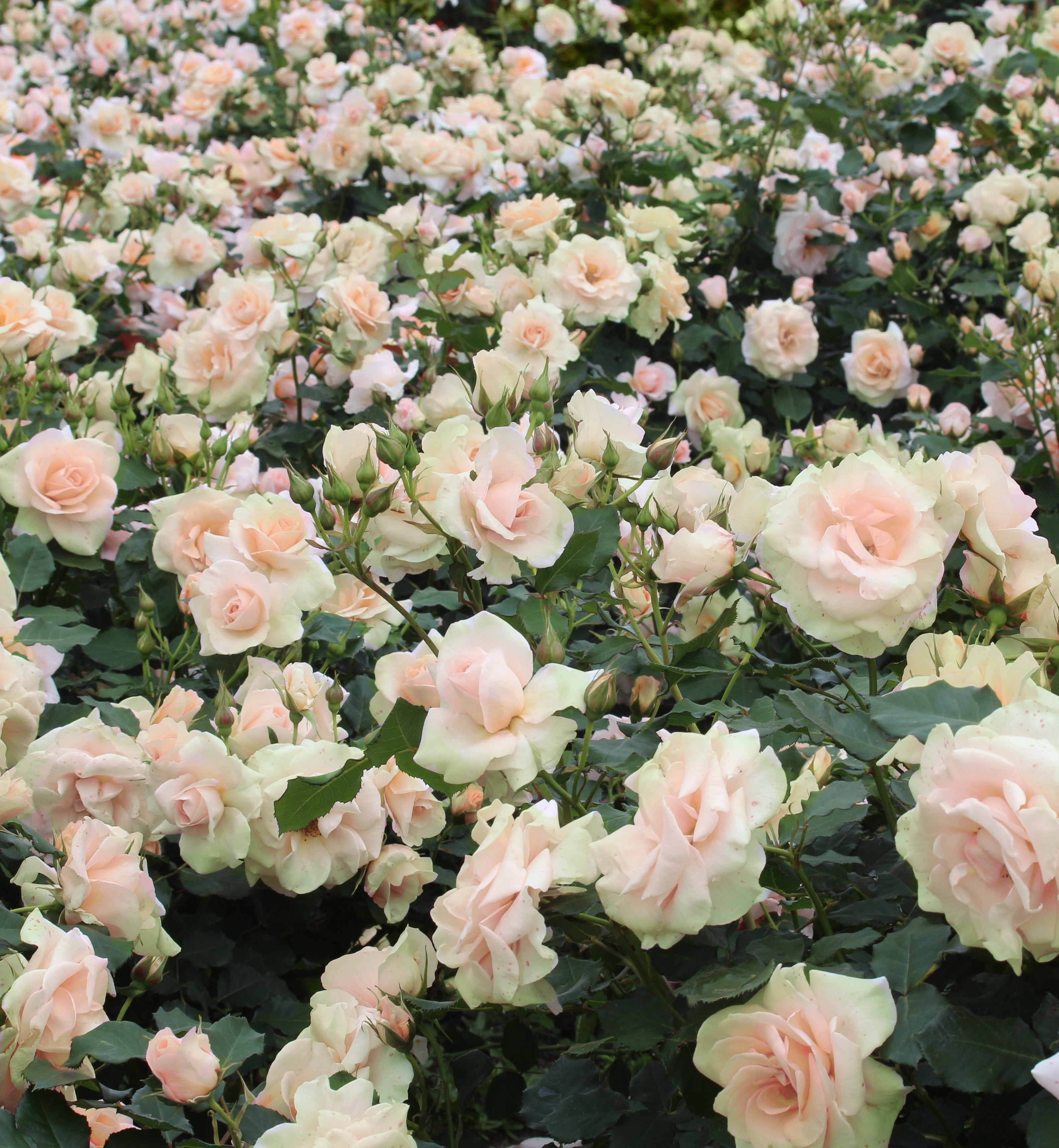 2-Piece 'Mint Julep' Hybrid Tea Rose - #1 Bareroot