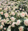 2-Piece 'Mint Julep' Hybrid Tea Rose - #1 Bareroot