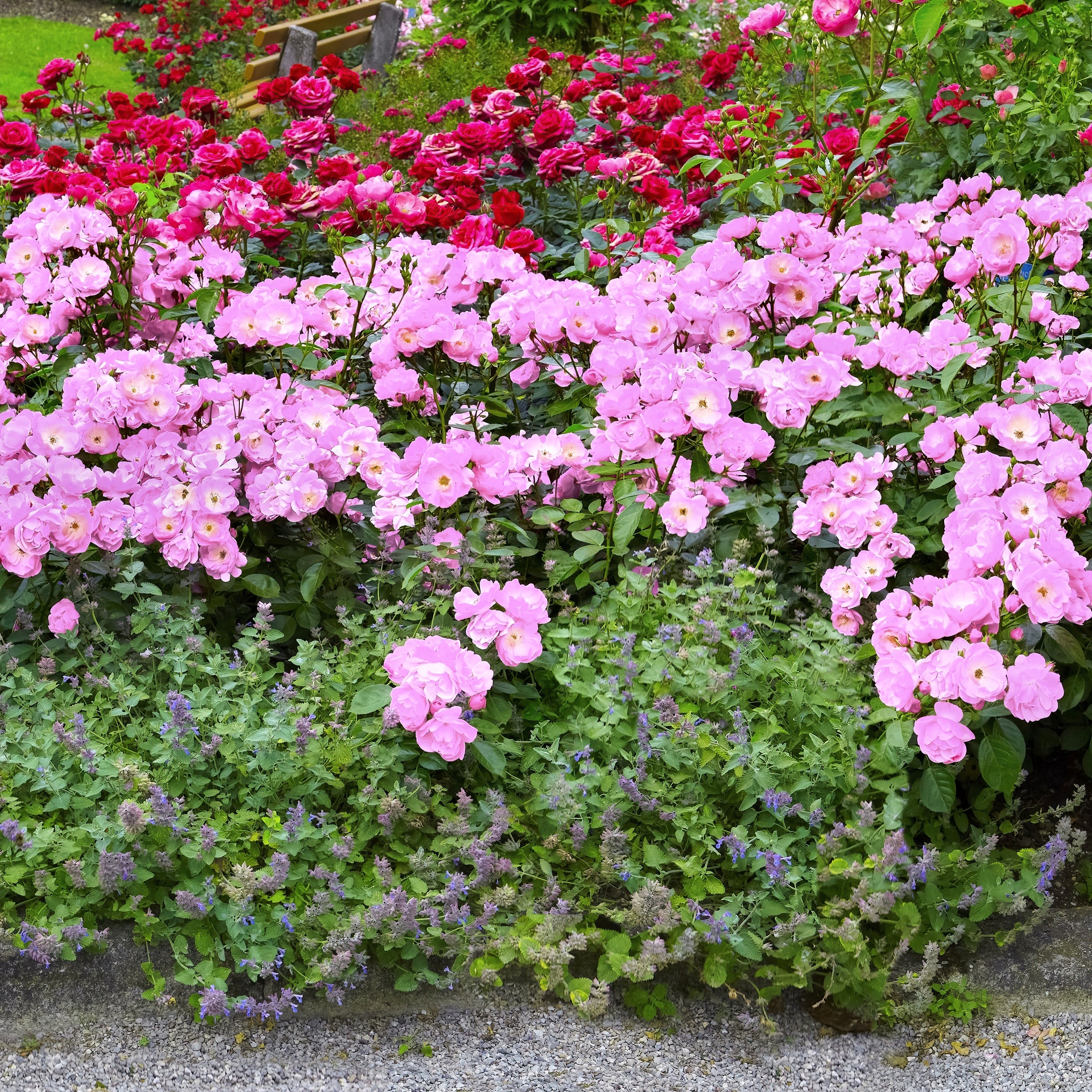 Cottage Farms Direct