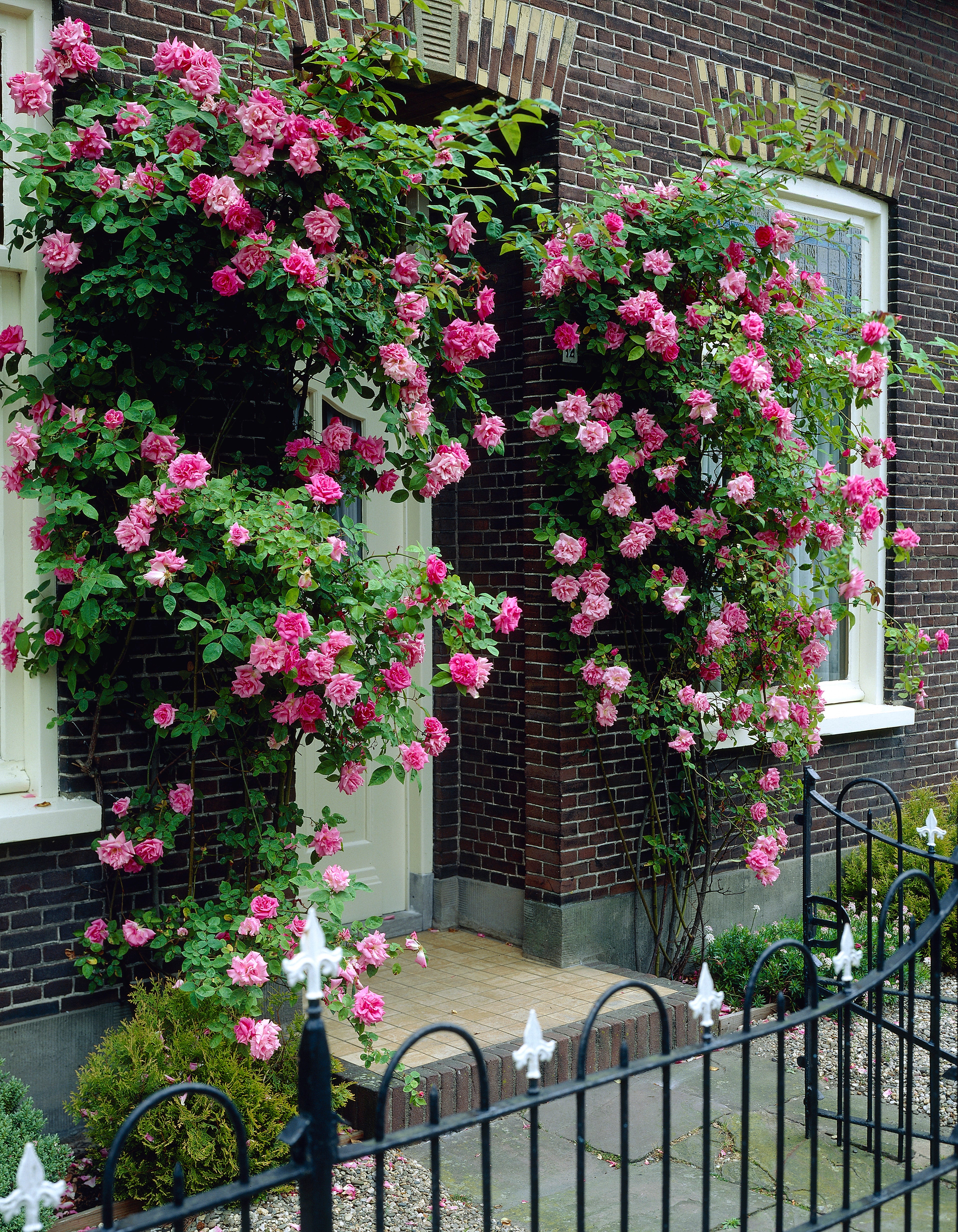 2-Piece Zephirine Drouhin Climbing Rose