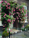 2-Piece Zephirine Drouhin Climbing Rose