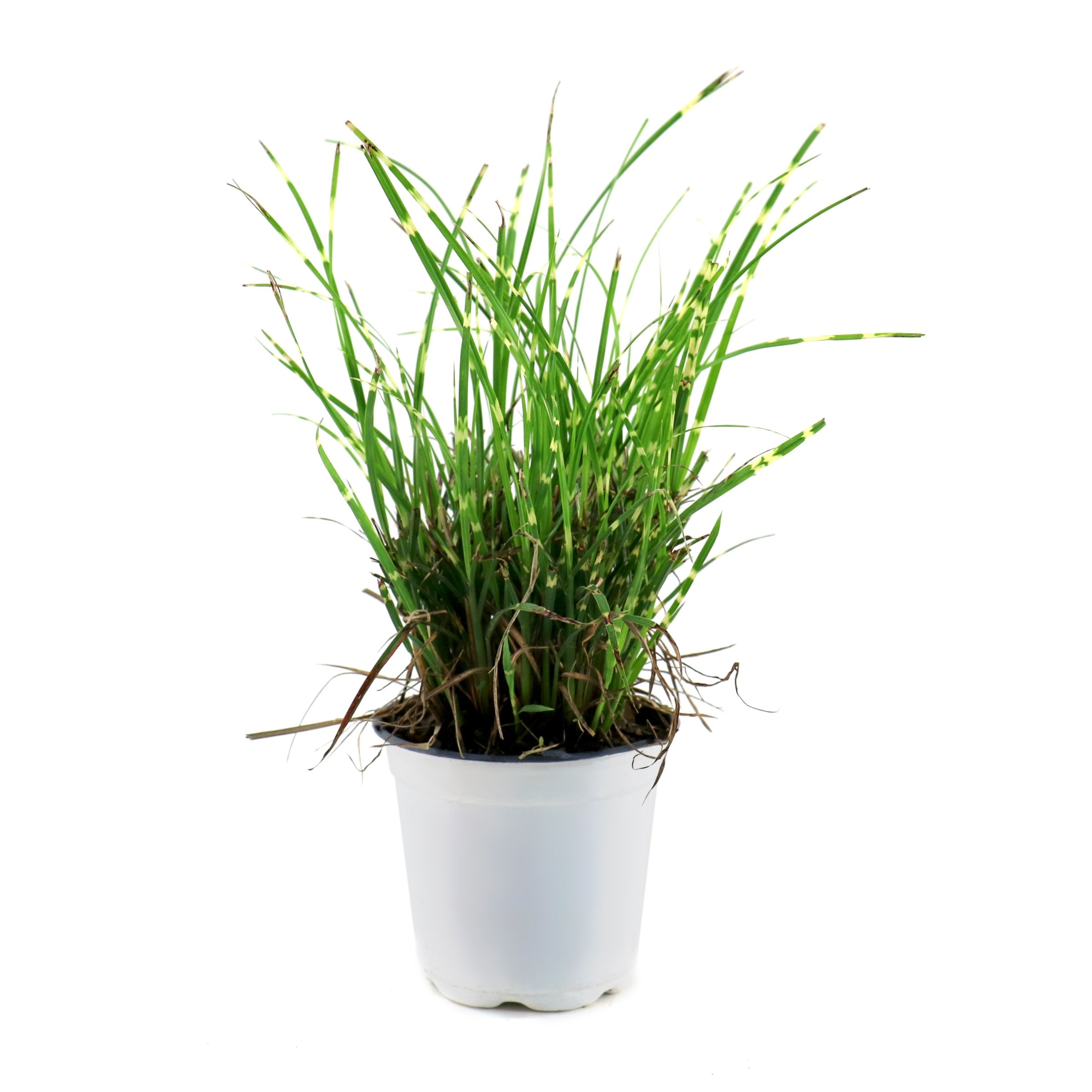 Cottage Farms Direct