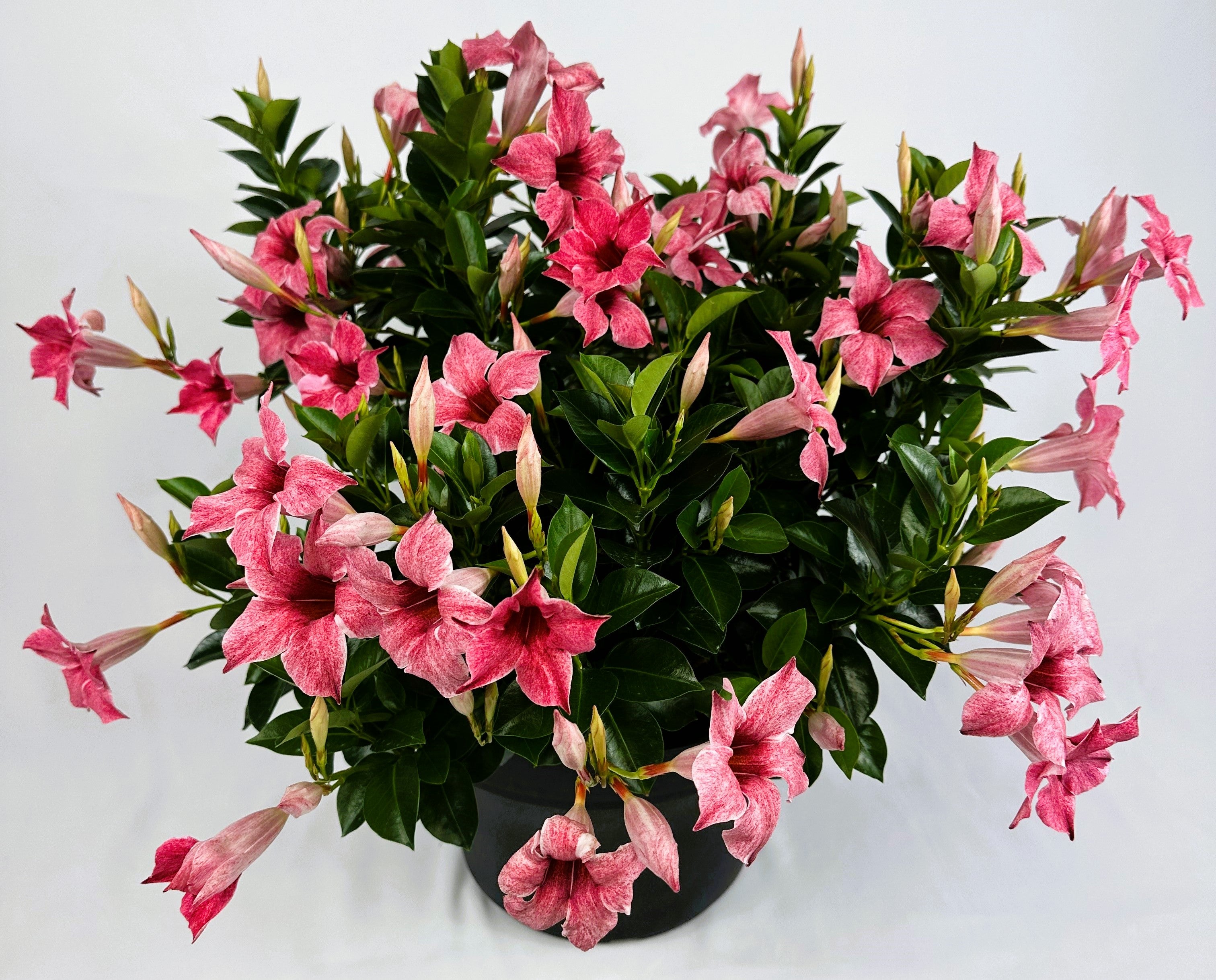 Sun Parasol® 'Mauvelous' Mandevilla Trumpet Vine
