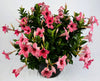 Sun Parasol® 'Mauvelous' Mandevilla Trumpet Vine