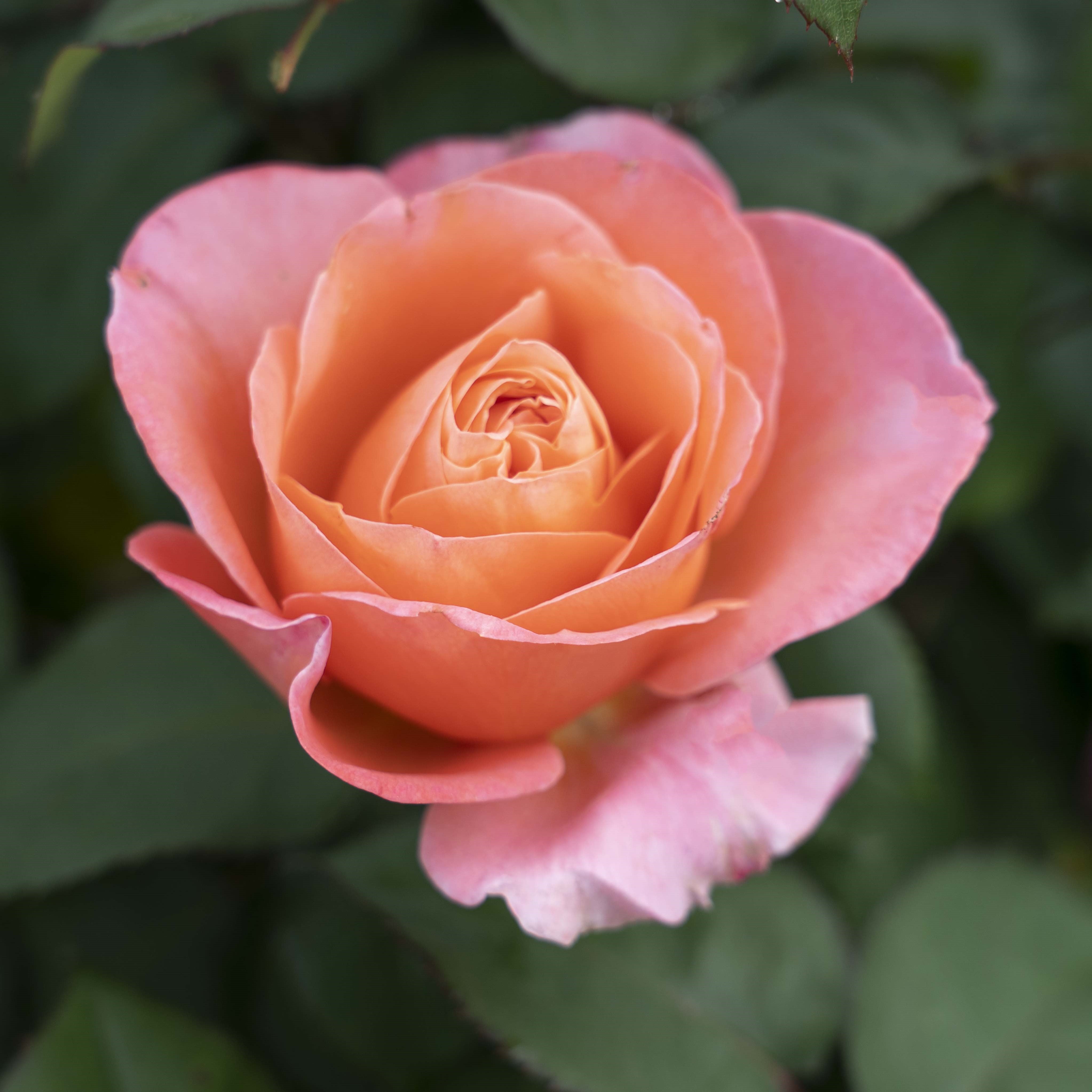 3-Piece Fragrant Rose Collection - #1 Bareroot