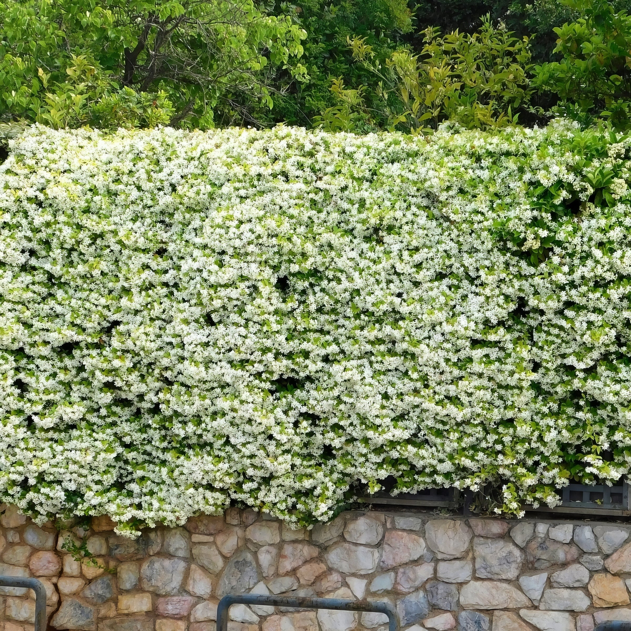 3-Piece Star Jasmine - 2.5