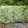 3-Piece Star Jasmine - 2.5" Pot