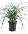 Ponytail Palm Multi-Stump - 5.5 in. Pot