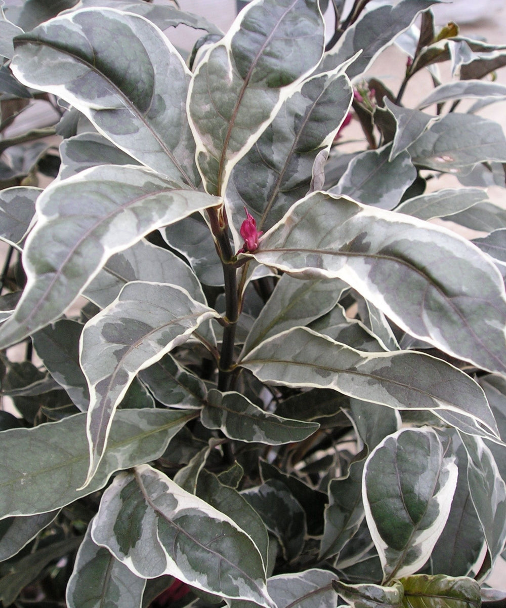 'Stainless Steel' Pseuderanthemum - 4