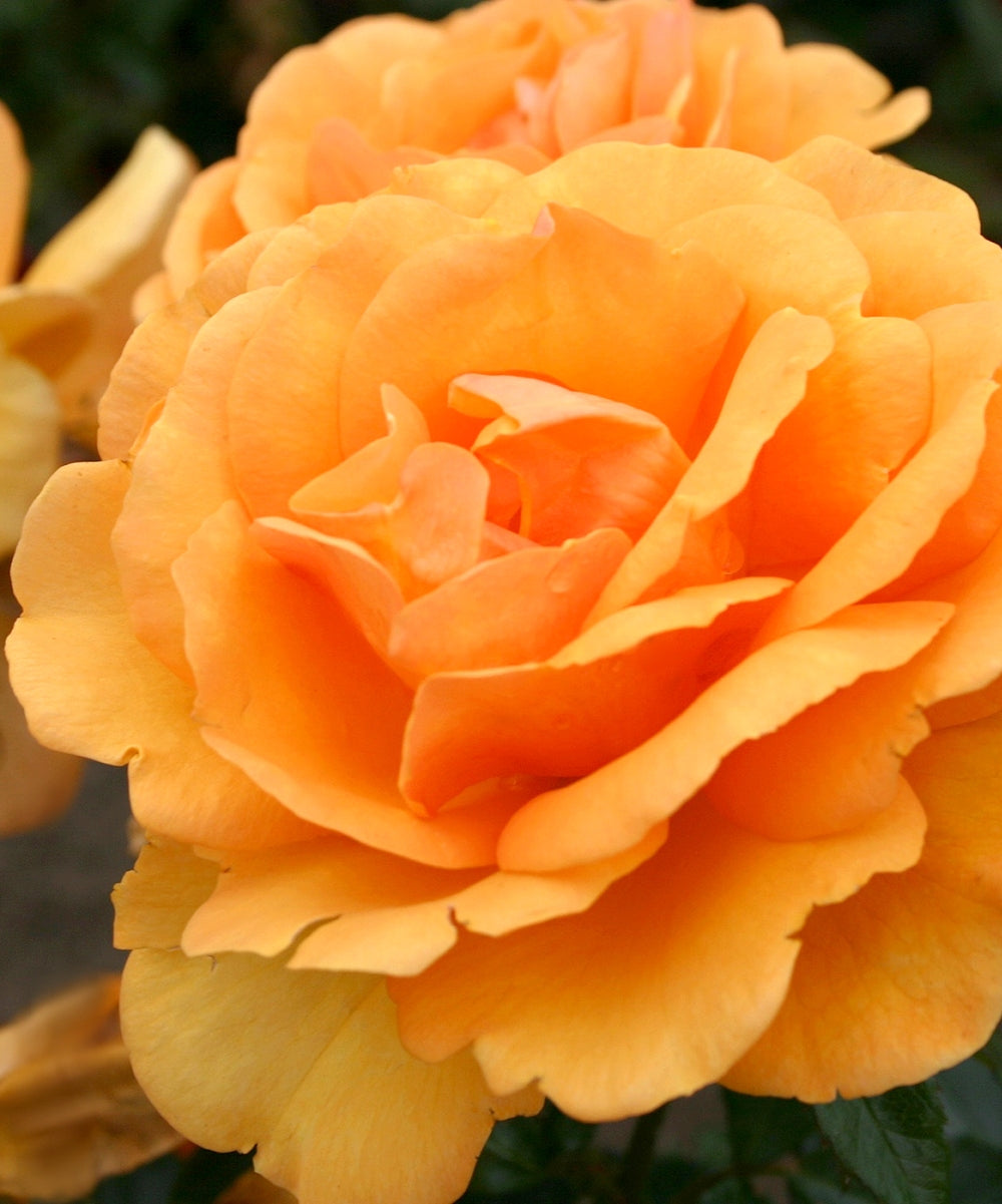 2-Piece Sunbelt® South Africa Rose - #1 Bareroot