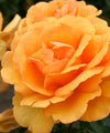 2-Piece Sunbelt® South Africa Rose - #1 Bareroot