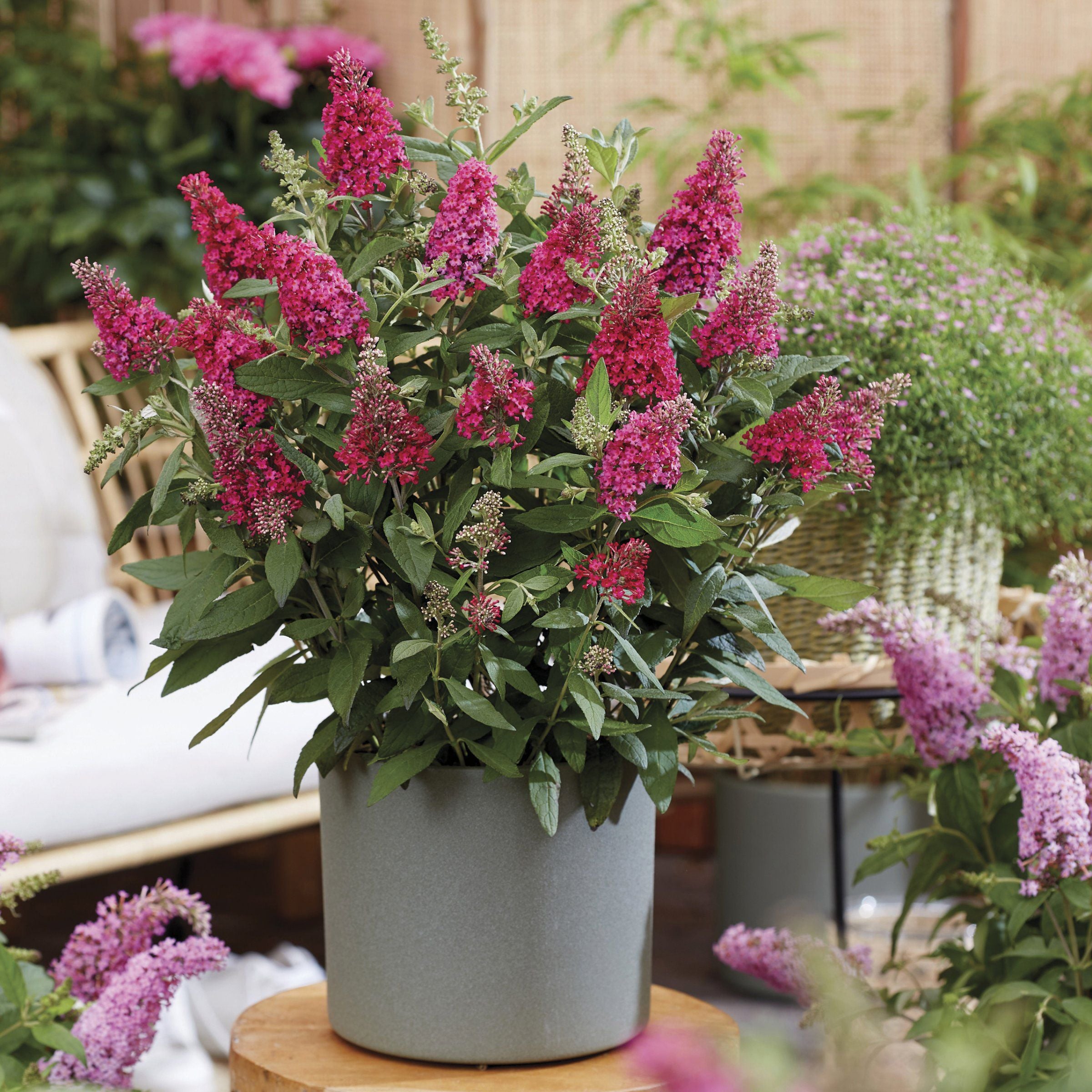 6-Piece Butterfly Candy® Butterfly Bushes + Pink Berry Coleus - 3.25
